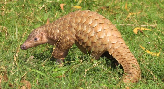 Pangolins | The Lion Guard Wiki | Fandom